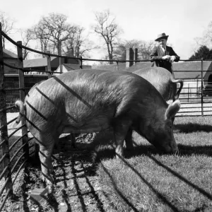 Mrs. Mary Inges Tamworth pigs are champions and are known all over the country
