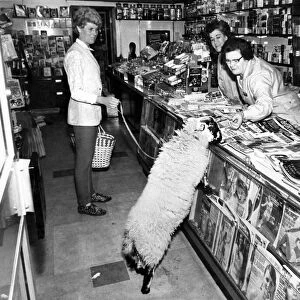 Mrs. Moray Bell goes shopping Basil the lamb trots along with her