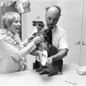 Mrs Sindy Bell seen here helping vet Robert White during the opening of a new wing by Mrs Sindy Bell seen here helping vet Robert White during the opening of a new wing by