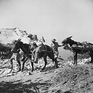 Mules carry wounded soldiers of the 8th Army. 26th September 1943