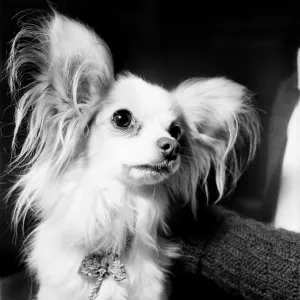 Multi-coloured pets made fashionable by Marie Antoinette of France were on show Multi-coloured pets made fashionable by Marie Antoinette of France were on show