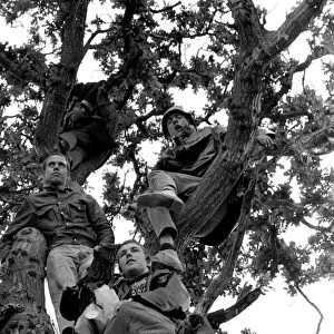 Music Fans watching from up a tree at The Isle of Wight Pop Festival 30th August