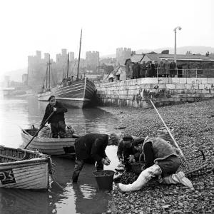 Musselmen below Conwy Castle. Conwy, Wales, March 1953 D1229-001