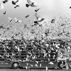 Nantes-Home Pigeon Race Print (10,578 pigeons released in Nantes, France)