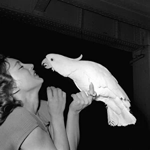 National Cage Bird Exhibition December 1959 Actress Margot Evans with Cocky