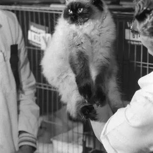 The National Cat Club Championship Show 1978 The National Cat Club Championship Show 1978