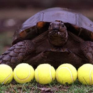 National Lottery Winston giant tortoise Glasgow Zoo used to select numbers 6 tennis balls