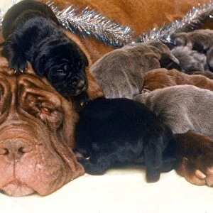 A Neopolita Mastife with puppies December 1994 A©Mirrorpix