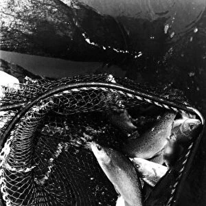 A netful of trout from a fish farm 01 / 07 / 79 circa