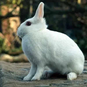 A Netherland Dwarf Rabbit February 1989