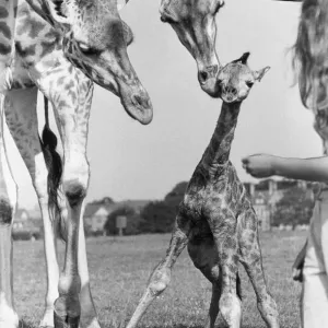 A new baby giraffe stand after only 45 minutes of being born at Lambton Pleasure Park A new baby giraffe stand after only 45 minutes of being born at Lambton Pleasure Park