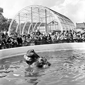 Nicholas the hippo at Belle Vue Zoo in Manchester, Greater Manchester