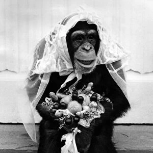 Nina the blushing chimp bride with her bouquet of flowers. April 1976