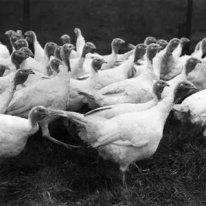 A number of the many thousands of turkeys which will be ending on the Christmas table