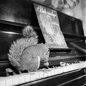 The Nutcracker Suite "Sam"- Pet Squirrel - with Ivor Sherlock