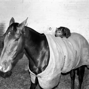 Ocean King wearing his coat was in his stall and on his back was a light weight jockey in Ocean King wearing his coat was in his stall and on his back was a light weight jockey in