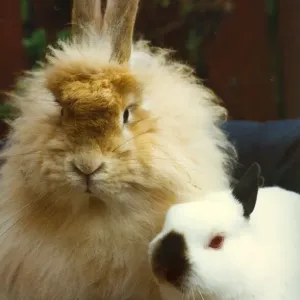 An odd couple - rabbits An odd couple - rabbits