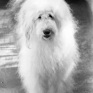An Old English Sheep Dog