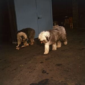 Old English Sheepdogs Knuckles and Copper 1966 animal animals dog dogs cute