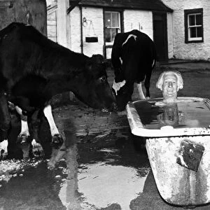 Old People - Farmer Lister Symondson enjoys his early morning cold bath as the cows look