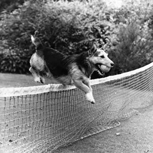Old soldier "Rats"the dog who leapt to fame in Northern Ireland when he served