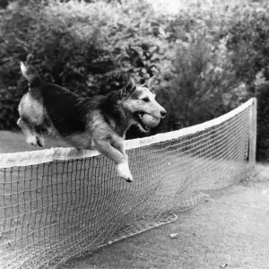 Black and white print of a dog standing on a tennis court