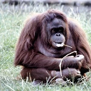 An orang utan at Chester Zoo August 1979