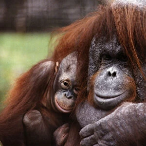 Orang-utan mother and baby April 1991