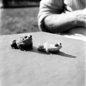 Orange frogs on a garaden table April 1975 75-2149-001 Orange frogs on a garaden table April 1975 75-2149-001