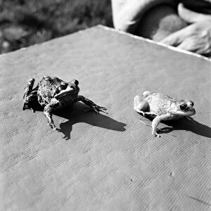 Orange frogs on a garaden table April 1975 75-2149-011