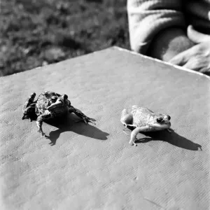 Orange frogs on a garaden table April 1975 75-2149 Orange frogs on a garaden table April 1975 75-2149