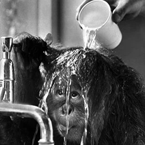 Orangutan having water poured on its head