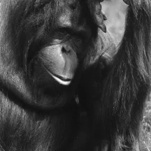 Orangutan, laying on grass in hot weather, Chester Zoo, 20th May 1989 Orangutan, laying on grass in hot weather, Chester Zoo, 20th May 1989