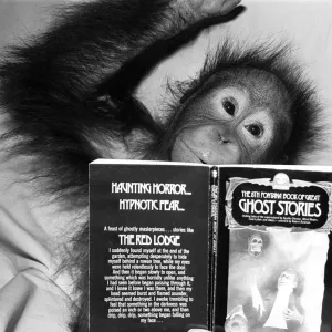Un orang-outan lisant des histoires de fantômes. 20 novembre 1980.
