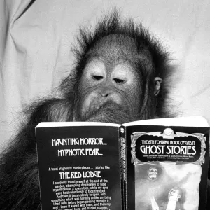 An Orangutan reading ghost stories. 20th November 1980 An Orangutan reading ghost stories. 20th November 1980