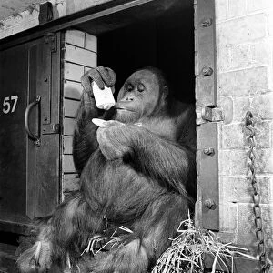 Orangutan seen here using make-up. March 1953 D1219-003