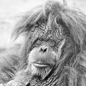 One of the orangutans at Dudley Zoo having a bad hair day