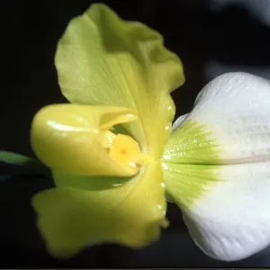 Orchid one of an estimated 30, 000 species January 1993 Orchid one of an estimated 30, 000 species January 1993