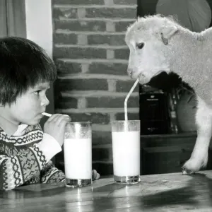 Orphan Limby is a little Lamb at feedtime, thanks to the example set by 3 year old James