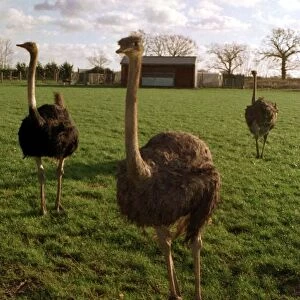 Ostrich Farm at Bramfield in Suffolk December 1997