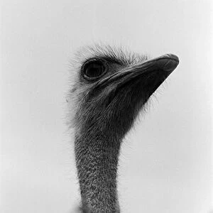 Oswald the Ostrich at Marwell Zoological Park. 8th April 1976