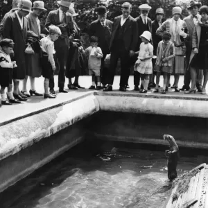 An otter does a little begging in a zoo. 5th July 1928 An otter does a little begging in a zoo. 5th July 1928