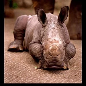 Otze the Rhinocerous born at Edinburgh Zoo June 1998