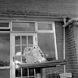 Owls. June 1960 M4501-003