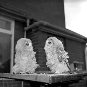 Owls. June 1960 M4501-007
