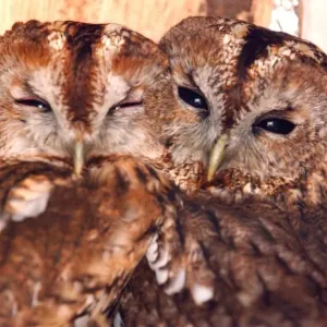 These two owls like to cuddle up together These two owls like to cuddle up together