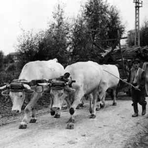 An Oxen drawn cart, France. September 1944