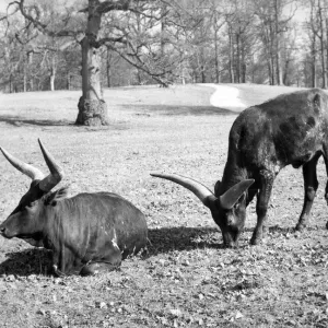 Oxen at Lowther Wild Life Park Oxen at Lowther Wild Life Park