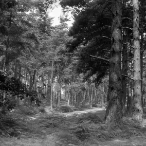 Oxshott Wood. Circa August 1936
