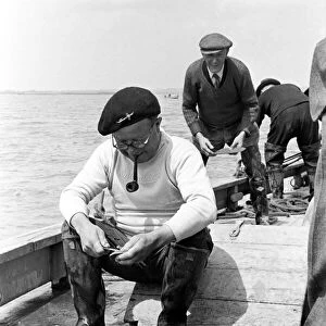 Oyster fishermen of Colchester at work in the River Blackwater and in the North Sea